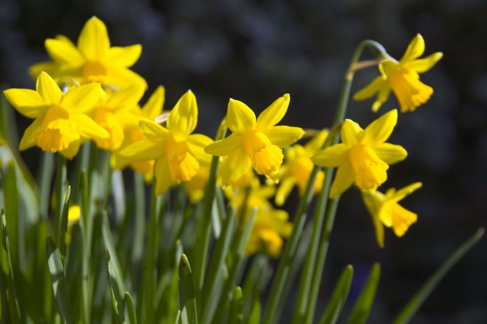 22) Dwarf Daffodils "Tete-a-Tete"