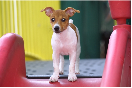 Terrier at the Slide