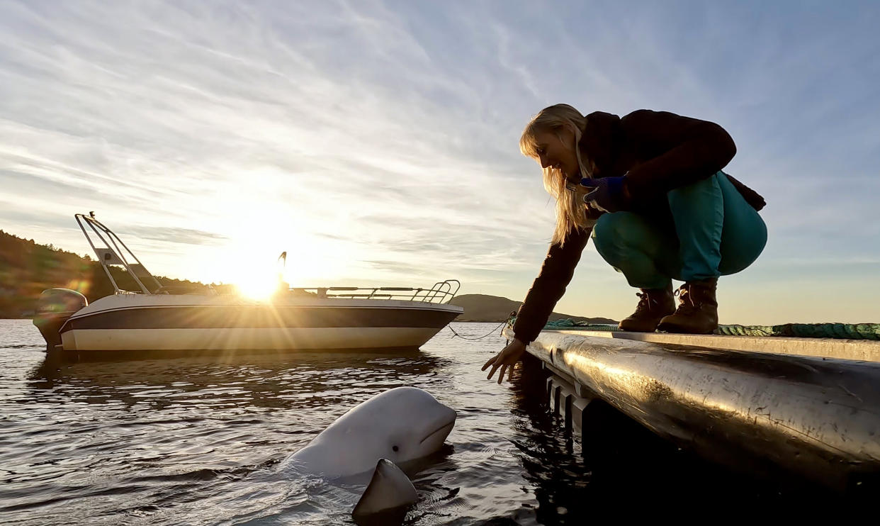 La beluga macho llamada Hvaldimir en las aguas de Noruega, en abril de 2023. (Rich German/OneWhale vía The New York Times)