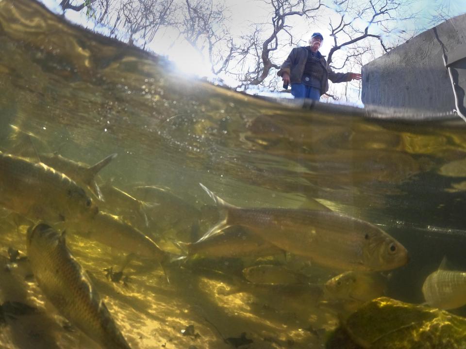 Bruce Connelly peers down into the water as the morning sun lights up the herring cueing up at the Pilgrim Lake herring run in South Orleans before their journey up the fish ladder.