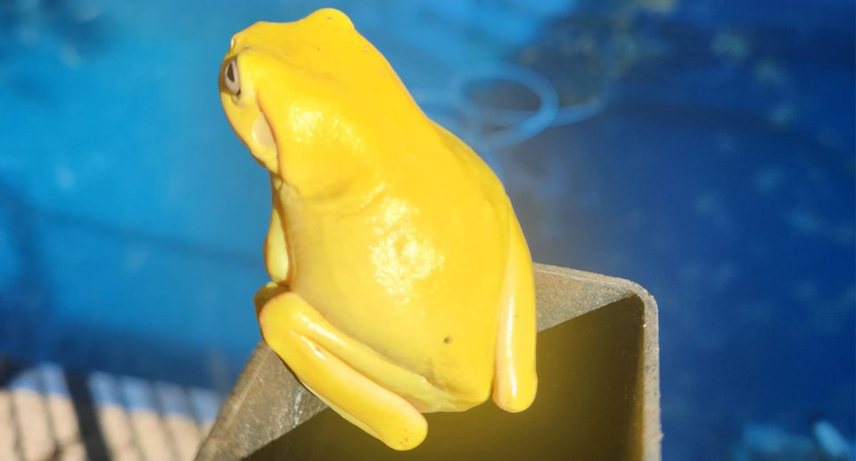 A yellow green tree frog photographed in Leanyer, in Darwin's north. 