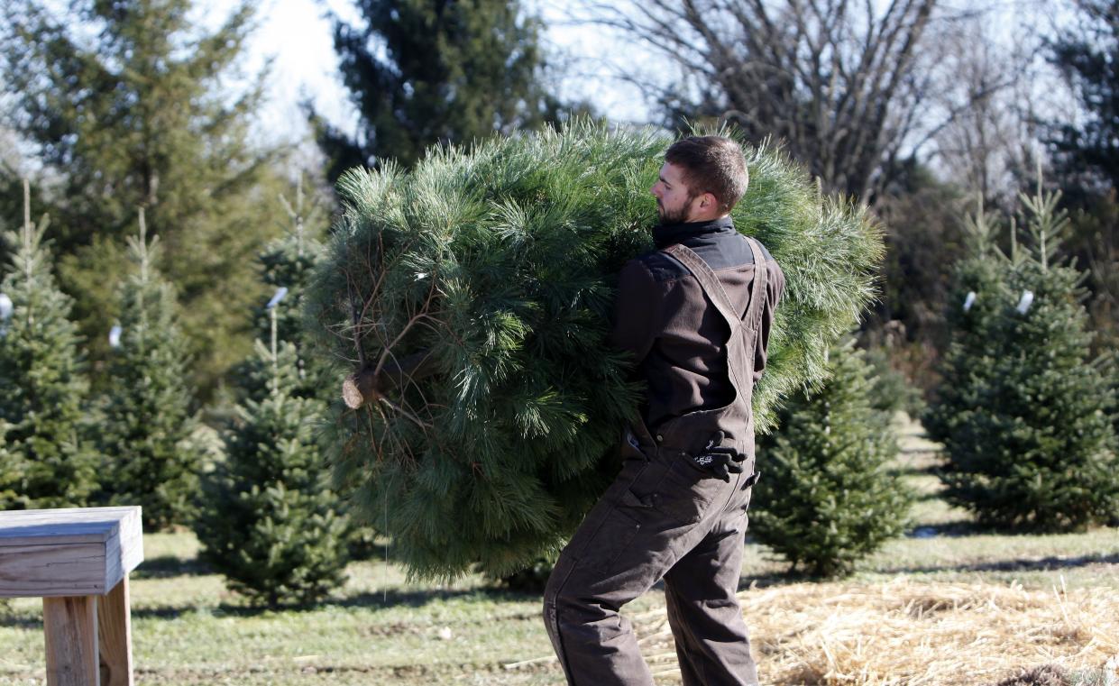Residents of Florence and rural Boone County can set out their live Christmas trees for recycling on Jan. 7.