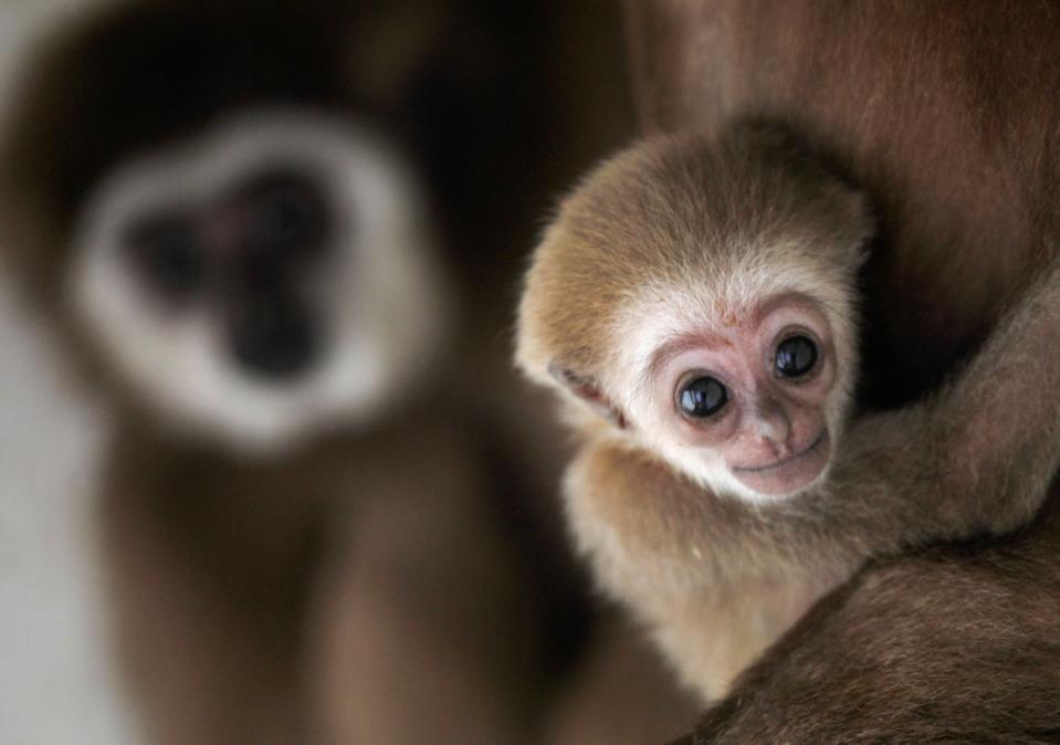  Just over 200 animals were transferred between British and European zoos and aquariums last year (REUTERS)