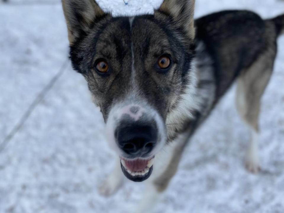 A dog in the 2022 Yukon Quest YQ100 race. The 2023 Yukon Quest begins Saturday in Whitehorse. (Anna Desmarais/CBC - image credit)