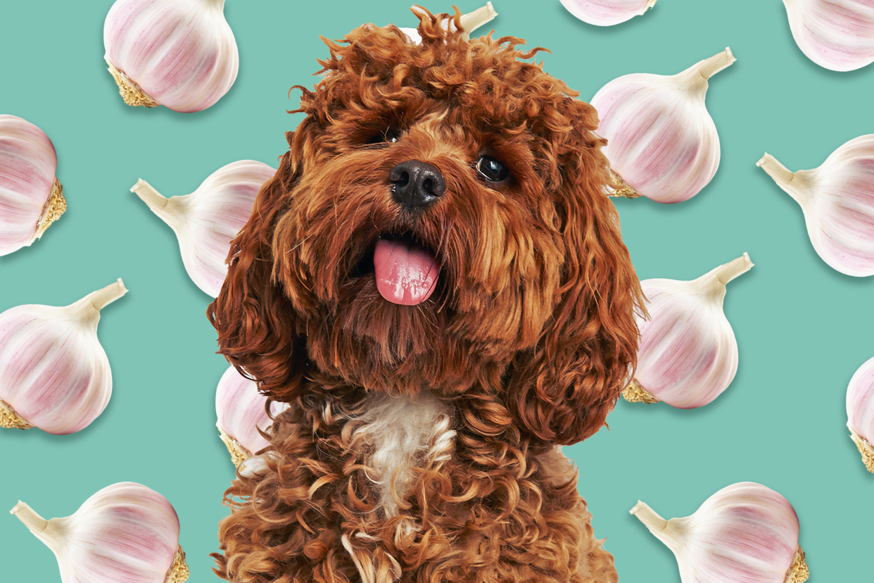 cute dog on a garlic illustration background; can dogs eat garlic