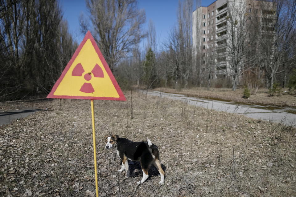 A dog is seen in the abandoned city of Pripyat near the Chernobyl nuclear power plant in Ukraine March 28, 2016.  REUTERS/Gleb Garanich