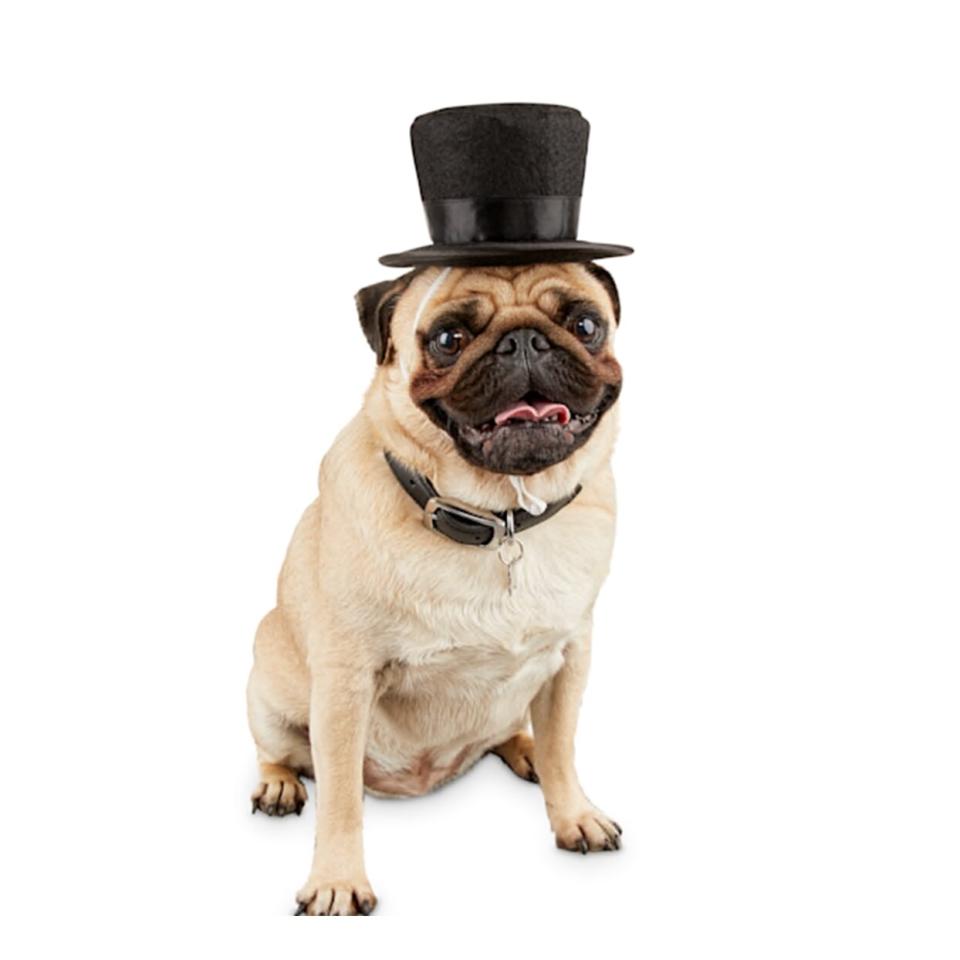 dog top hat