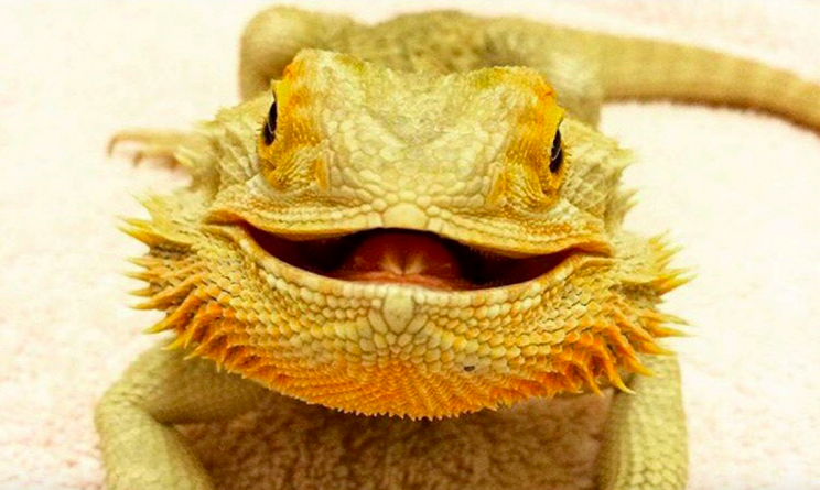 Smaug is quite literally the happiest lizard in the world (SWNS)