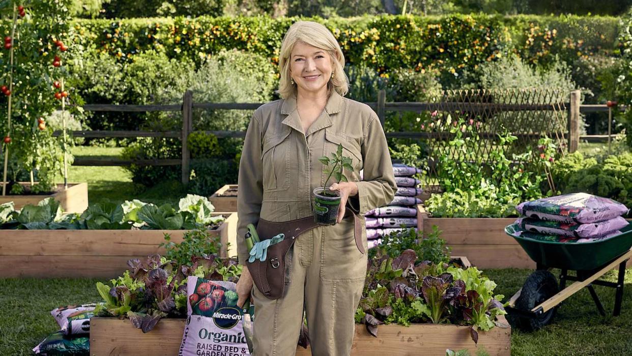  Martha Stewart in a garden of raised beds with vegetables with Miracle-Gro's new soil. 