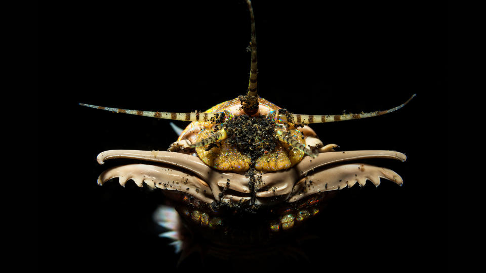 Head of a yellow- and brown-colored Bobbit worm against a bacl background.