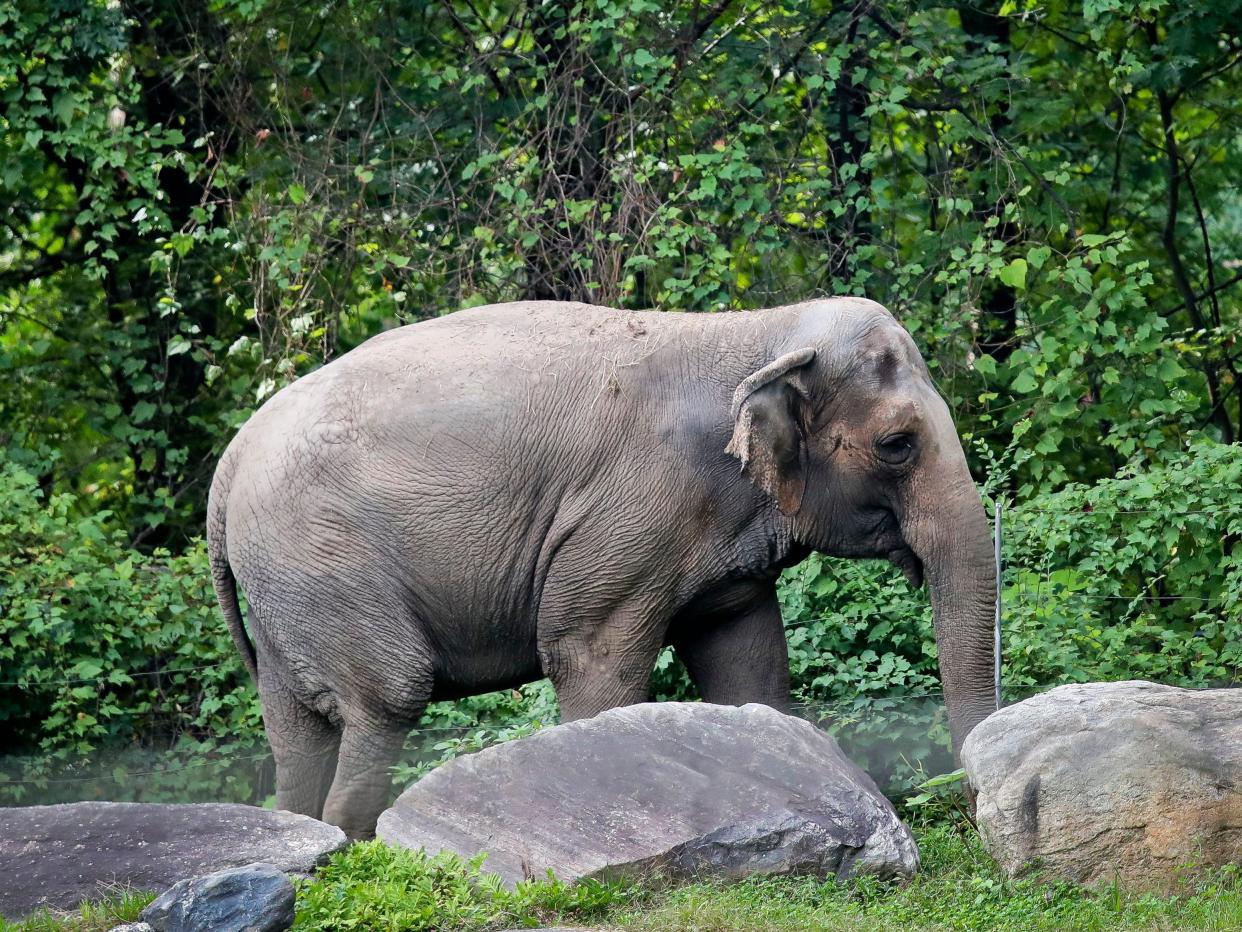 Happy the elephant walks in her enclosure in the Bronx Zoo