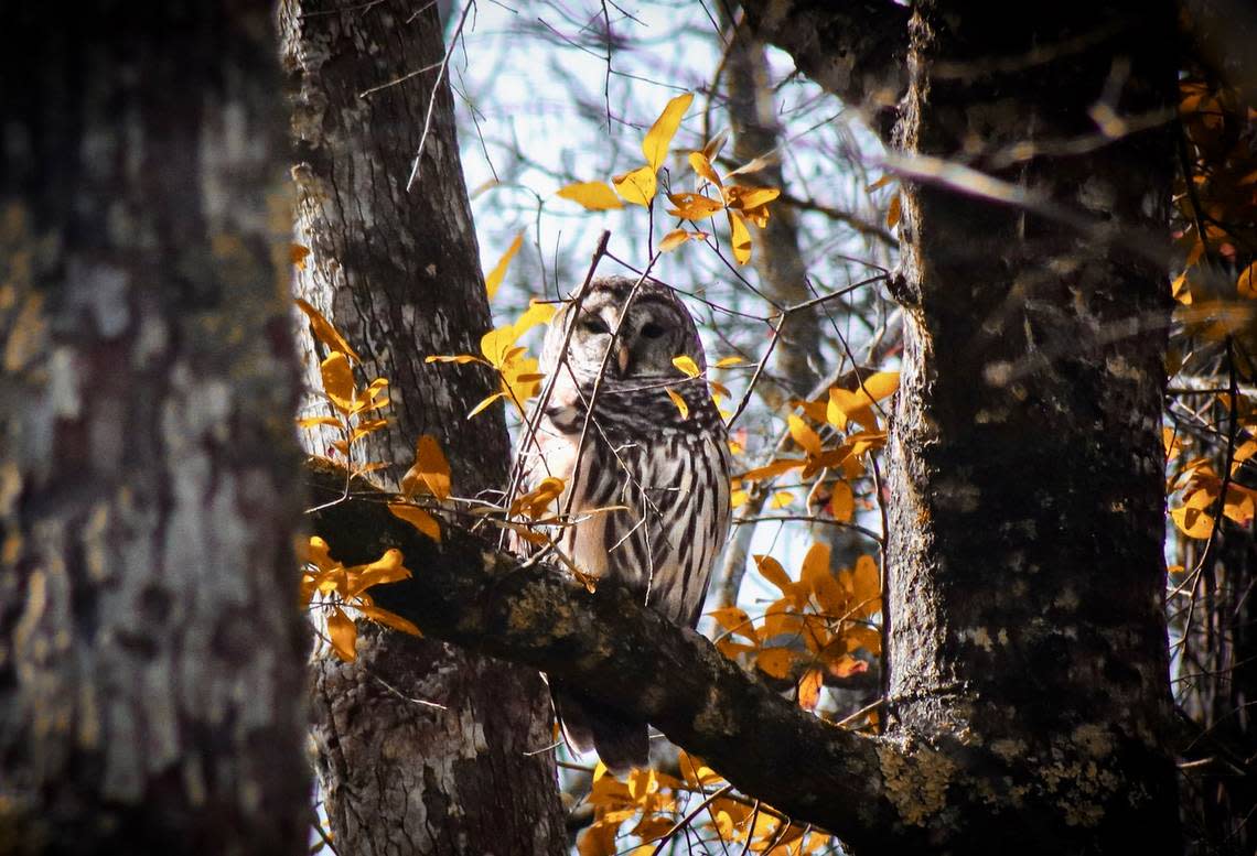 A barred owl quietly watches from a perch high above Wambaw Creek near McClellanville. This pristine Lowcountry waterway is part of the Francis Marion National Forest and is a haven for wildlife.