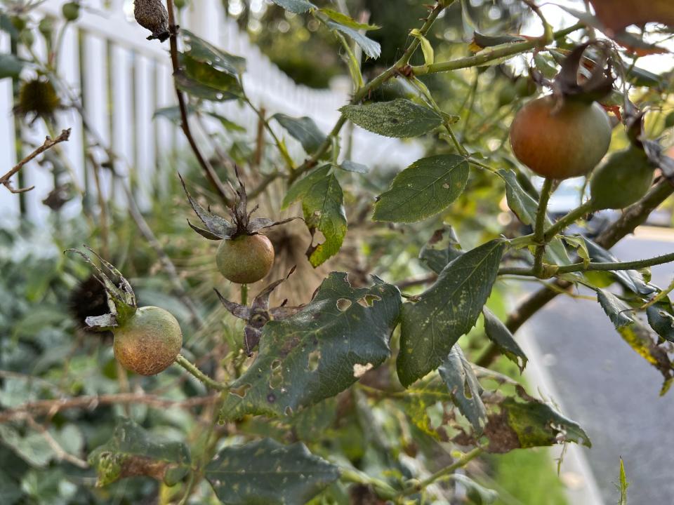 This Oct. 2, 2023, image provided by Jessica Damiano shows maturing hips on a rose shrub on Long Island, NY. (Jessica Damiano via AP)