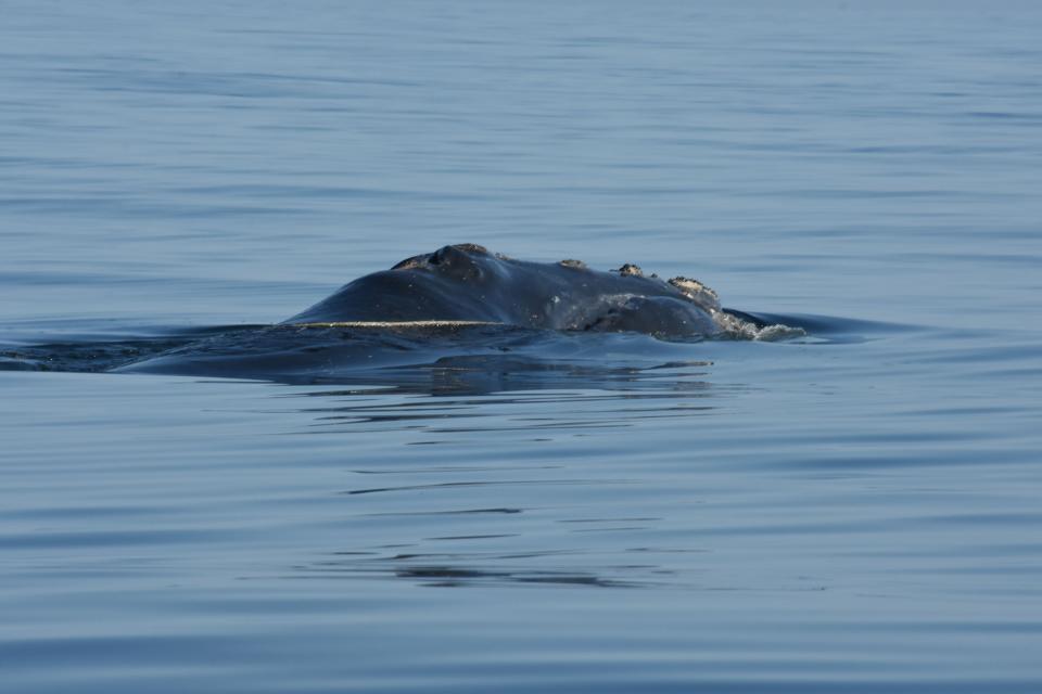 The North Atlantic right whale known as Snow Cone was photographed in the Gulf of St. Lawrence on July 23, 2022.