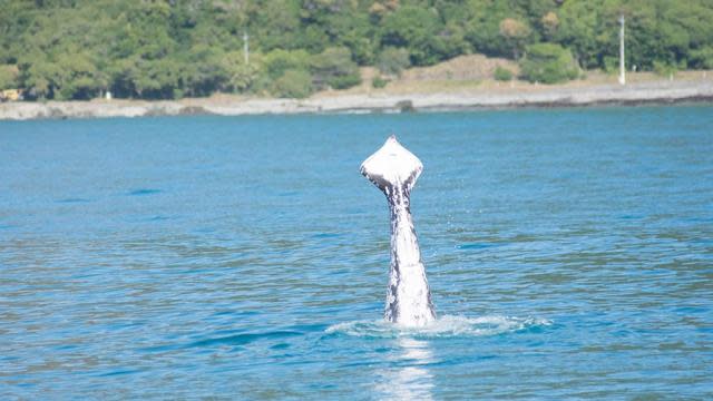 Image Of Whale Found Swimming Without Tail Flukes Goes Viral