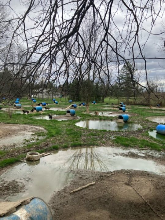 Living conditions for 40 dogs who were removed from a Delaware County property on Sunday, April 7, 2024 (PHOTO COURTESY M. HAMM)