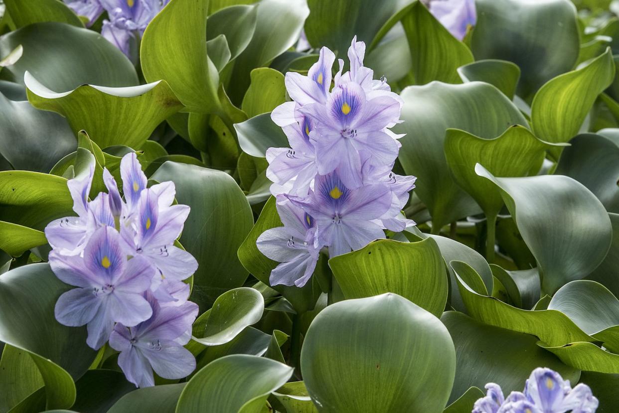 water hyacinth is an aqueous perennial of native tropical regionsit is said to have arrived in japan around 1900 and it will die due to frost, so except for the warmer south, it will be a year grassthere are parts that are swollen like leaves on the leaves, floating above the waterfrom summer to autumn, 