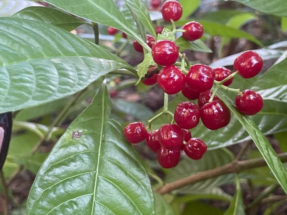 The red berries of wild coffee make it easily recognizable.