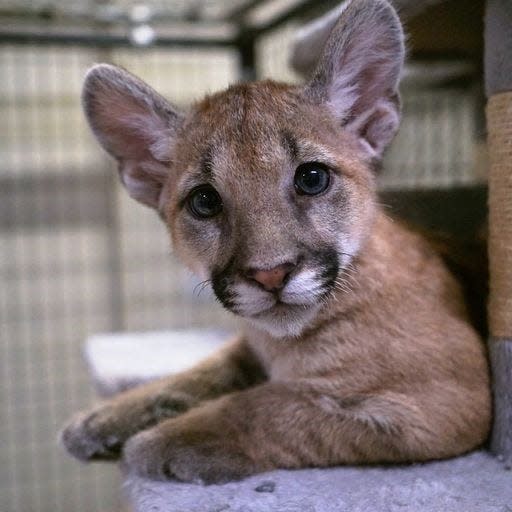 The Southwest Wildlife Conservation Center in Scottsdale is permanently housing a pair of mountain lion cub siblings found near the White Mountains after their mother was killed.