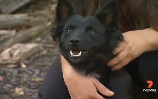 Poppy the puppy was by Sophia's side when she was found. Source: 7 News.