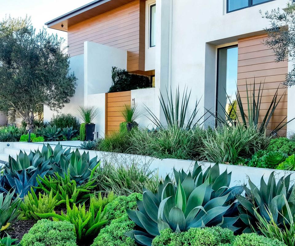 raised beds with succulents in front yard