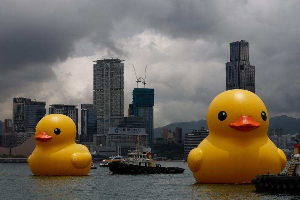 一對黃色小鴨裝置藝術9日開始在香港維多利亞港展出。路透社