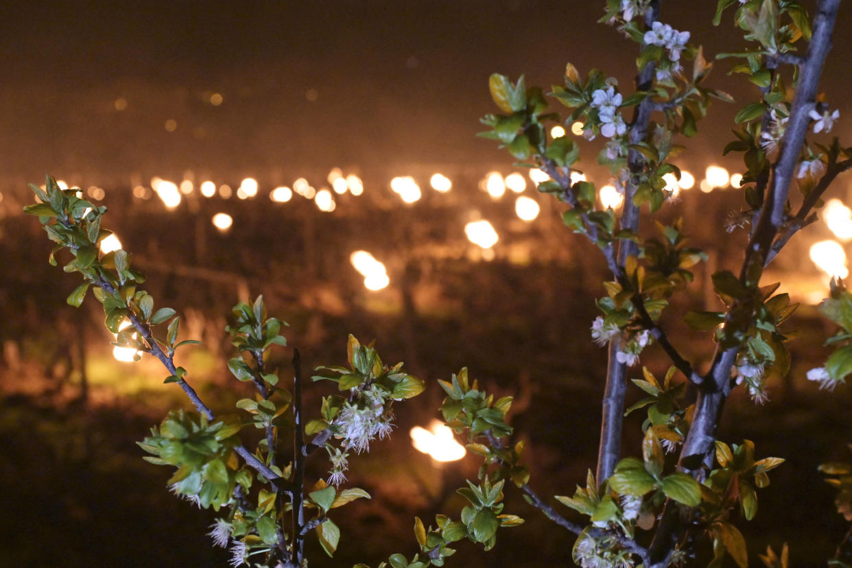 Cette photographie prise près de Vernou-sur-Brenne, dans le centre de la France, le 4 avril 2022, montre un arbre fruitier à côté de bougies allumées dans les vignes pour les protéger du gel dans le vignoble de Vouvray.