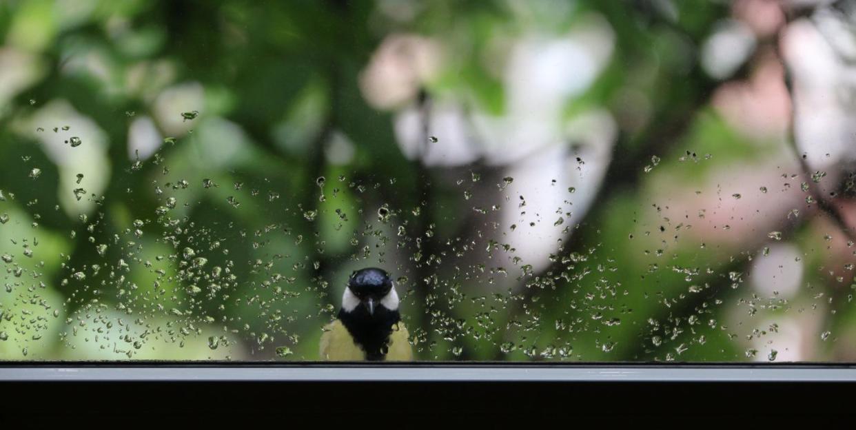 Photo credit: Dragan Todorovic - Getty Images