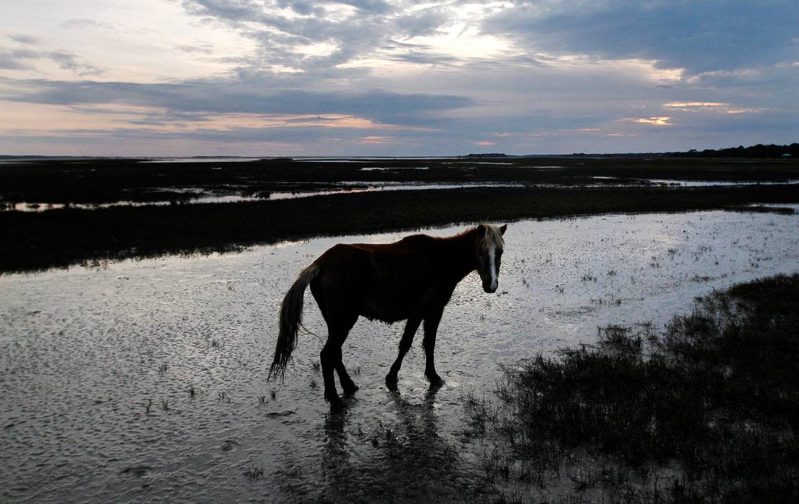 A pony at Little Horse Island in 2014. Island Packet/Beaufort Gazette file photo
