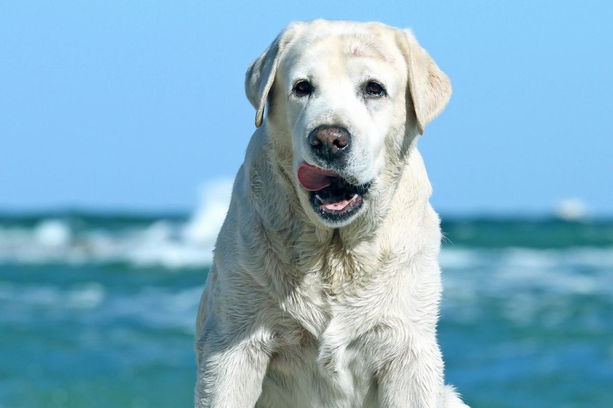 labrador that leaned out of boat to kiss whale shark