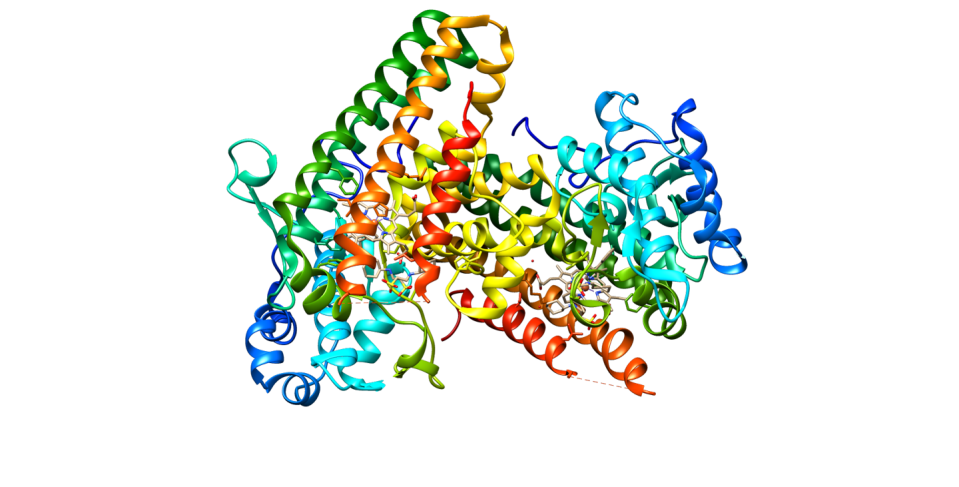 Illustration of the structure of IDO1