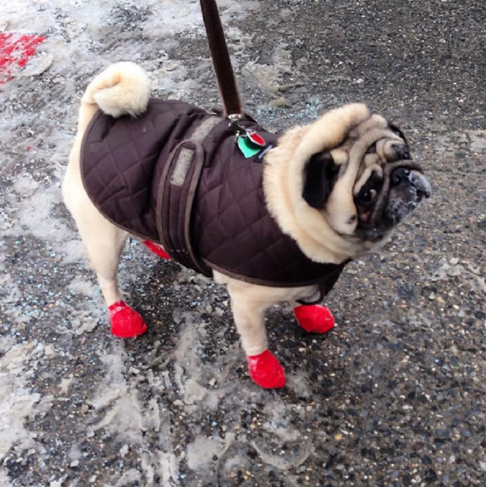 11 dogs that are seriously *done* with winter and can’t wait for it to be over