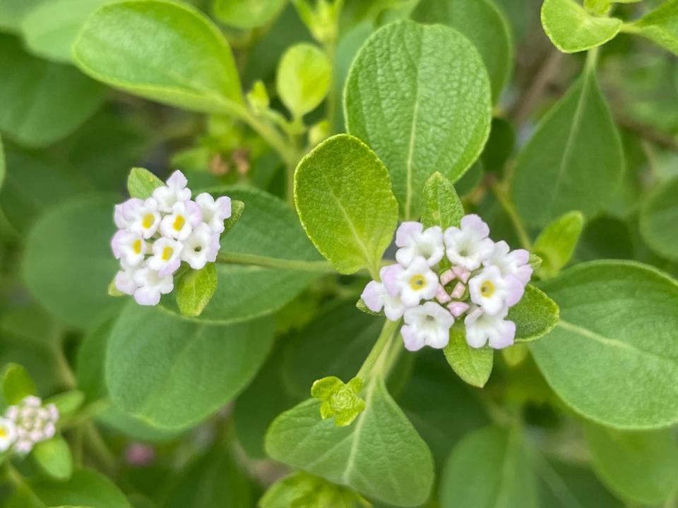 Flowers of the native Lantana involucrata appear at the same time as the purple berries. This is a lovely ornamental shrub suitable for any garden.