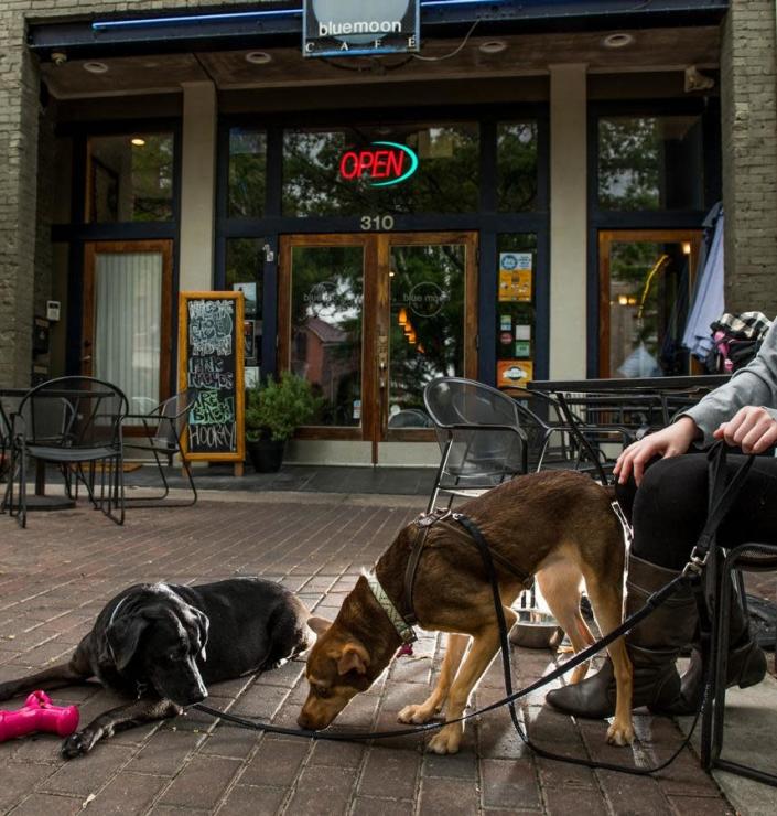 Blue Moon&#39;s outdoor dining space  allows dog owners to bring their pooches along for the experience.