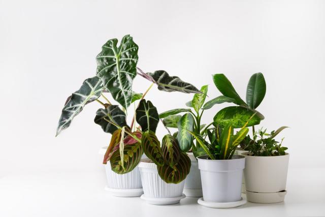 indoor plants with names