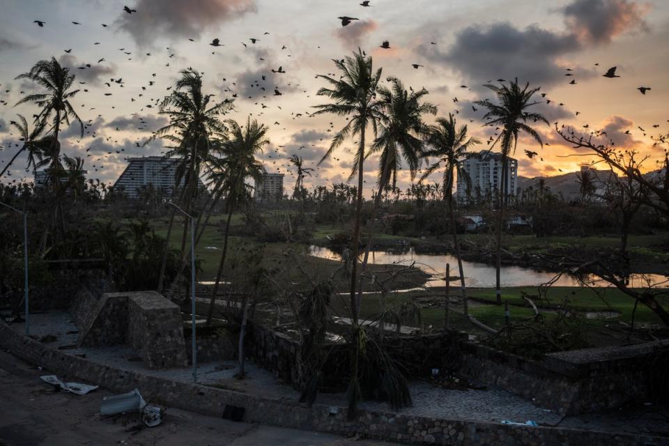 Birds fly over debris in the aftermath of Hurricane Otis in October (Copyright 2023 The Associated Press. All rights reserved.)