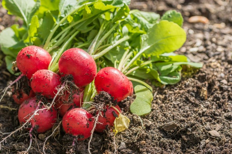 Harvested radishes lying on top of healthy garden soil.