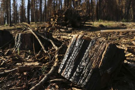 A burnt tree stump is pictured amongst other trees scorched from last year's Rim fire near Groveland, California July 29, 2014. REUTERS/Robert Galbraith