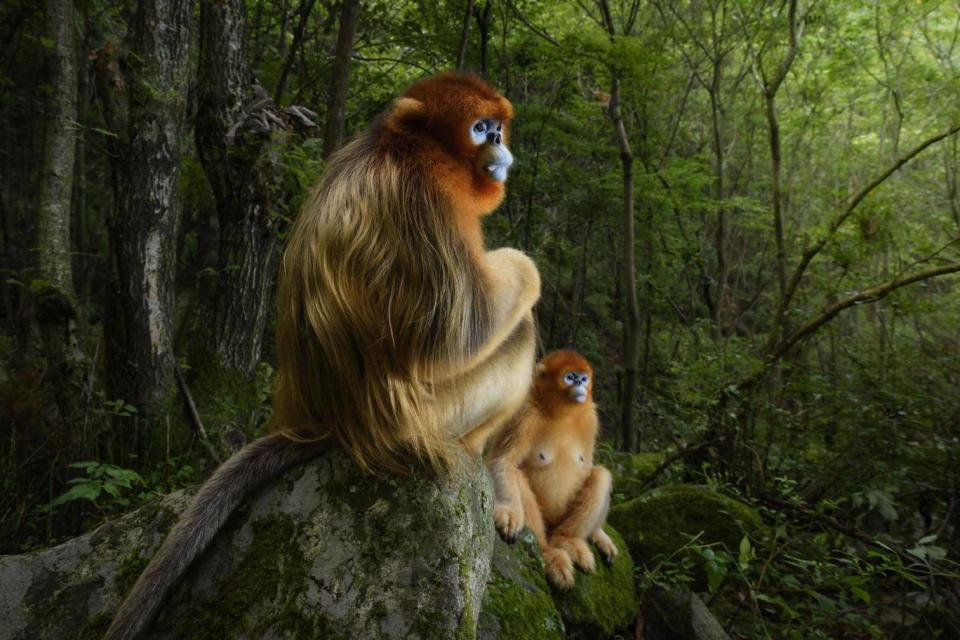 The image depicts a male Qinling golden snub-nosed monkey resting briefly on a stone seat. He has been joined by a female from his small group. Both are watching intently as an altercation takes place down the valley between the lead males of two other groups in the 50 strong troop. (Marcel van Oosten)