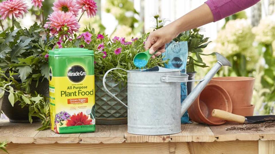 Miracle-Gro plant food on a table next to flowers and a watering can