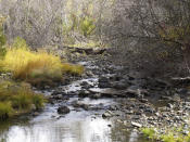 Low water in Taylor Creek has all but cut off the kokanee salmon's migration route upstream from Lake Tahoe Wednesday, Oct. 20, 2021 west of South Lake Tahoe, Calif. Drought fueled by climate change has dropped Lake Tahoe below its natural rim and halted flows into the Truckee River, an historically cyclical event that's occurring sooner and more often than it used to raising fears about what might be in store for the famed alpine lake. (AP Photo/Scott Sonner).