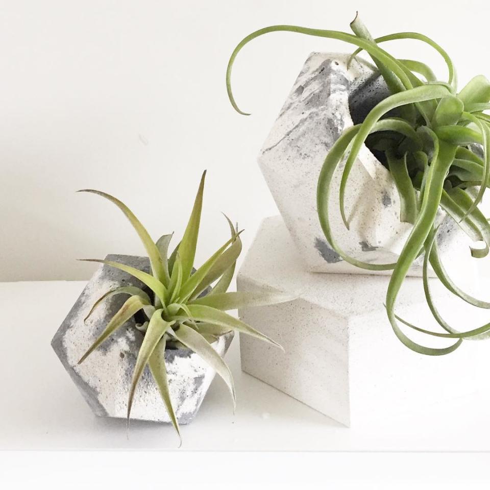 Air Plants