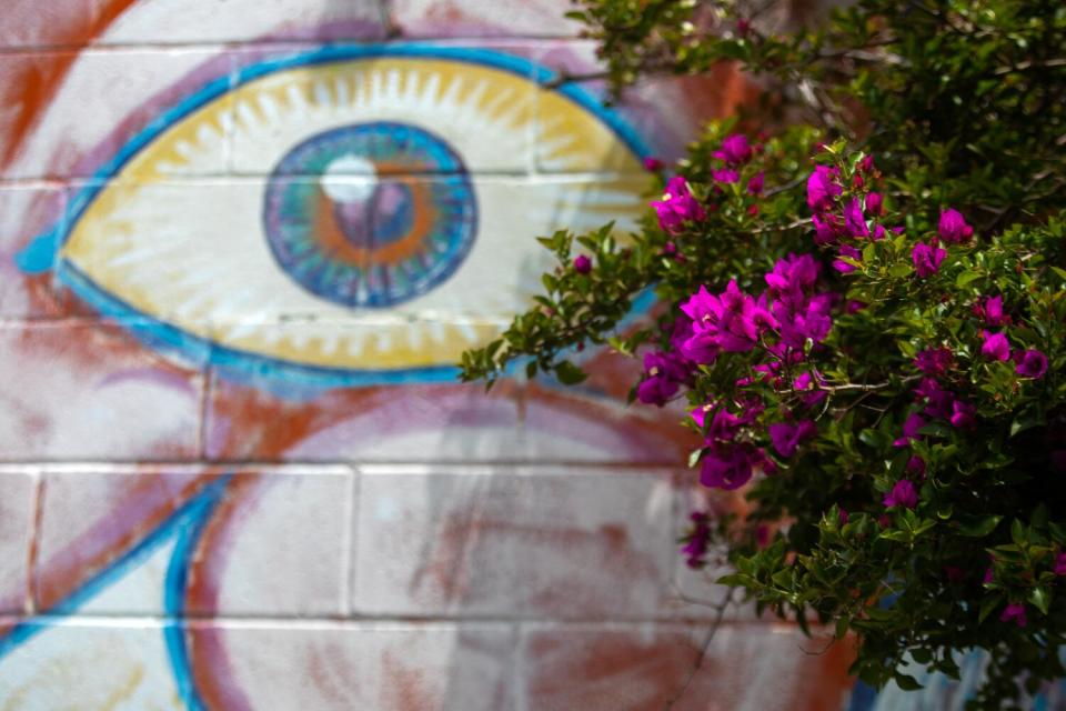 Bougainvillea in the "Hippie Kitchen's" garden on Skid Row.