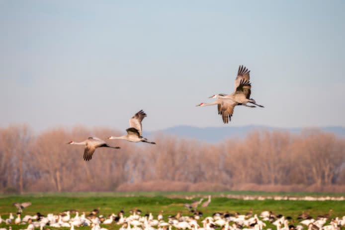 From windswept tundra to places where an eagle might land on your car, the West has the perfect birding experience for everyone