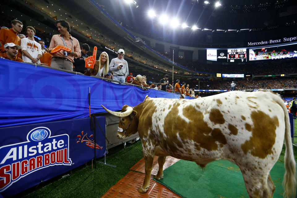 Bevo, the Texas mascot, stands near the stands during the second half of the Sugar Bowl NCAA college football game between Texas and Georgia in New Orleans, Tuesday, Jan. 1, 2019. (AP Photo/Butch Dill)