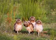 <p>Un búho parece muy confundido ante la presencia del fotógrafo mientras sus amigos miran fijo a la cámara. (<i>Mario Gustavo Firoucci/Barcroft Media</i>)</p>