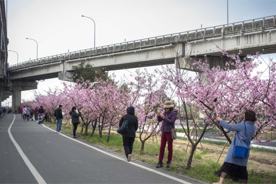 賞櫻不用出國！新竹三大賞櫻勝地