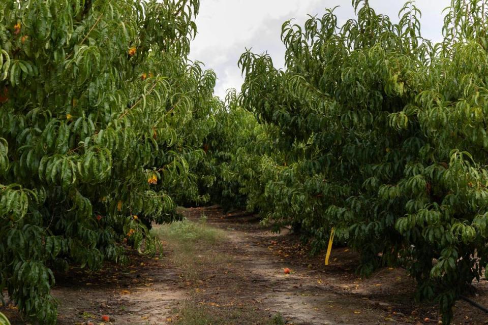 Titan Farms, the largest peach farm in South Carolina, on Thursday, July 13, 2023. Due to a late frost this year, many peaches did not germinate properly and many of the farm’s peaches did not mature, and instead are what peach growers call “buttons,” and cannot be sold.