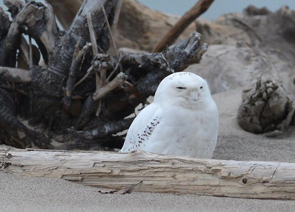 A snowy owl was photographed at Presque Isle State Park's Gull Point in December 2014 file. The light markings on this owl suggest that it is an adult male.