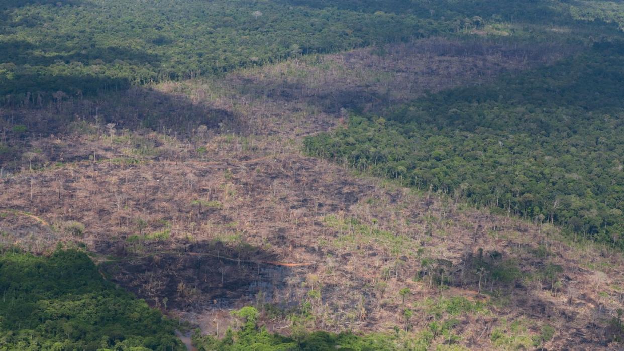 Abgeholzte Fläche im Amazonas-Regenwald.